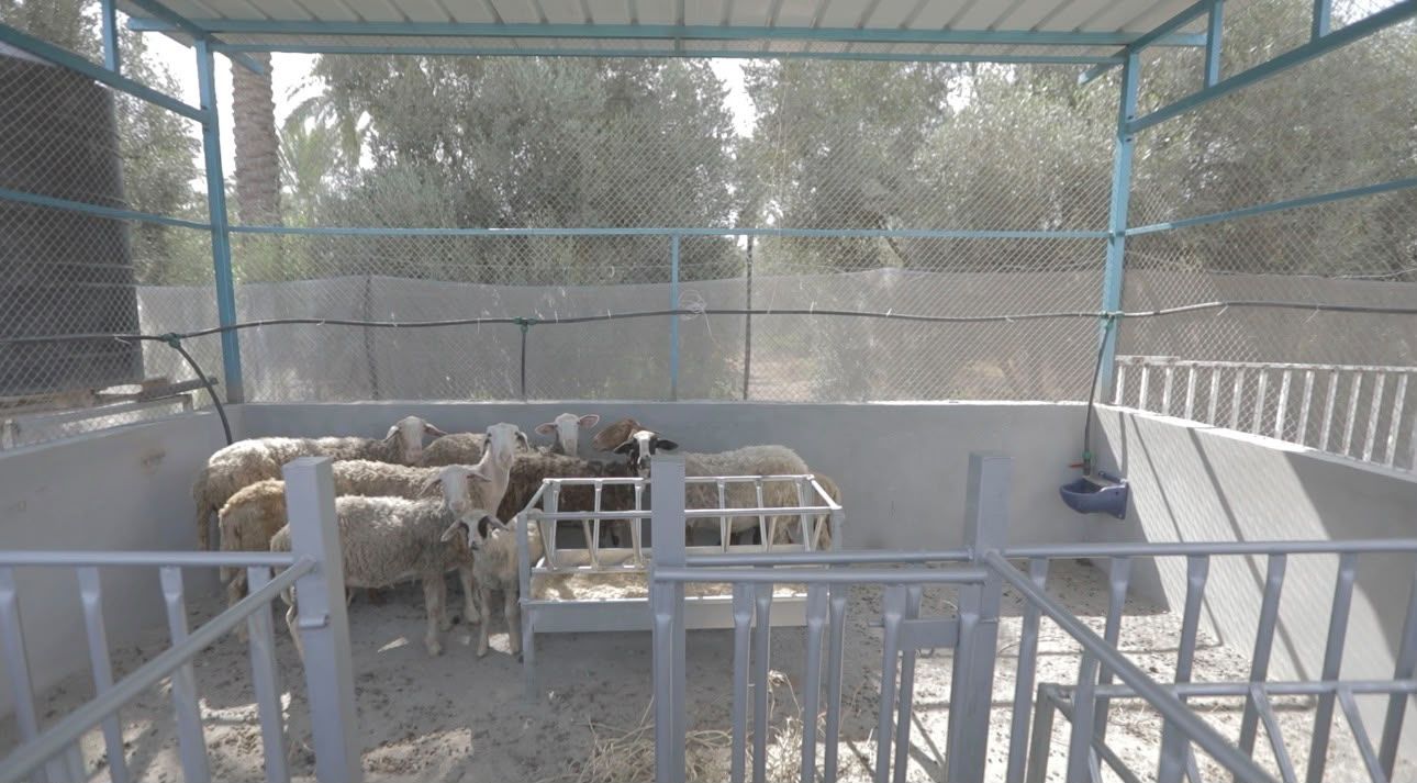 مشروع تسمين خراف العساف